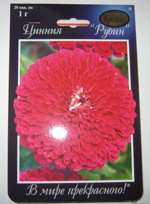 ЦИНИЯ РУБИНОВО-РОЗОВАЯ 